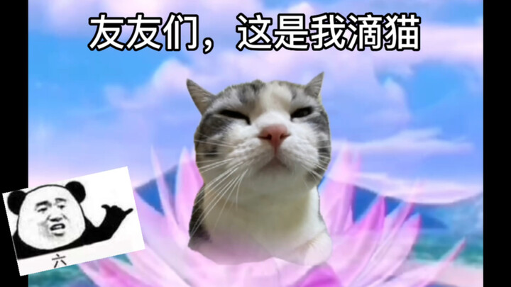 ขำตาย! พ่อทำคลิปตัดแต่งขนแมวด้วยตัวเอง ดูเชยมาก แต่ทำไมมันติดงอมแงมขนาดนี้นะ!