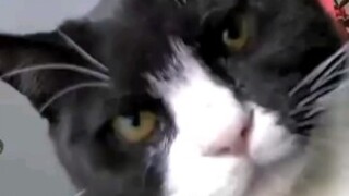 Makhluk Raksasa Prasejarah