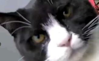 Makhluk Raksasa Prasejarah