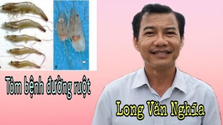 Cách trị Tôm bệnh đường ruột