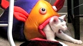 FUNNY CAT MEMES COMPILATION OF 2022 PART 13