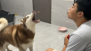 Husky: Makanan, aku hanya makan yang impor!