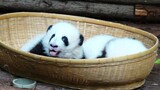 "Panda". Little Hehua: Mom... Mommy...