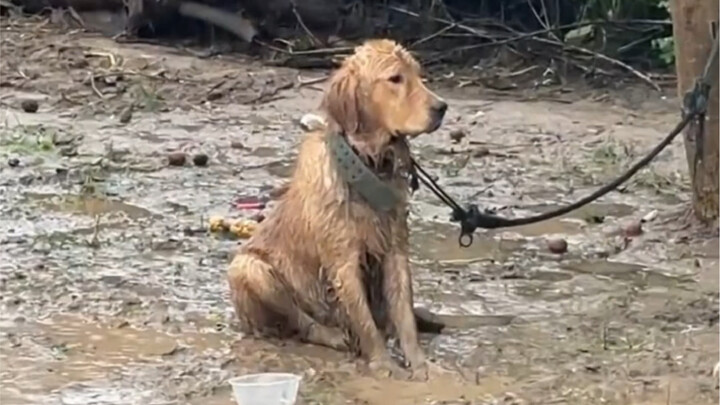 Anjing: Di halaman ini, akulah yang paling sedih