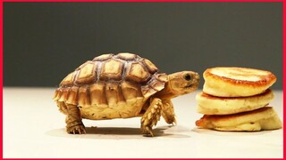 Cute Tiny Tortoise Enjoy Eat Pancakes.