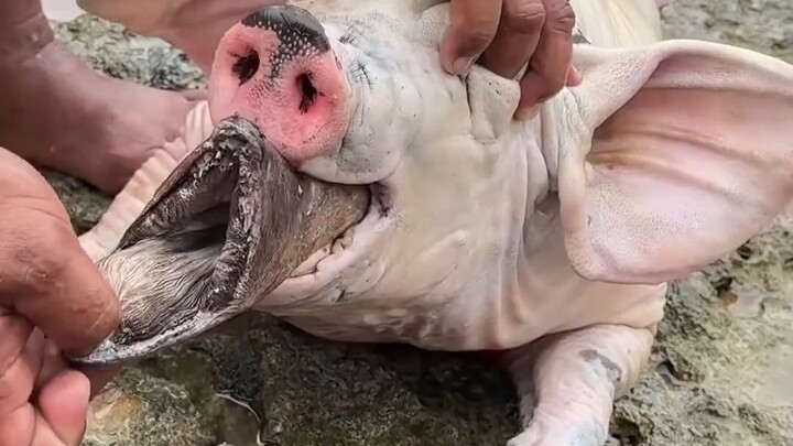 Tình hình này còn cứu được không?