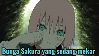 Bunga Sakura yang sedang mekar