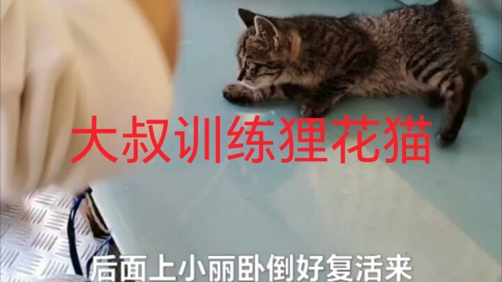 大叔训练狸花猫