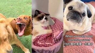 Received photos of my own dog from the daycare center... | A Collection of Funny Animals