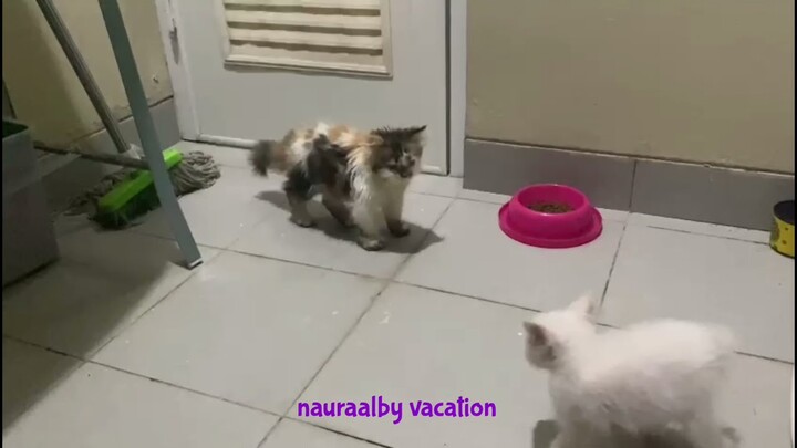 Kitten lucu lagi bermain