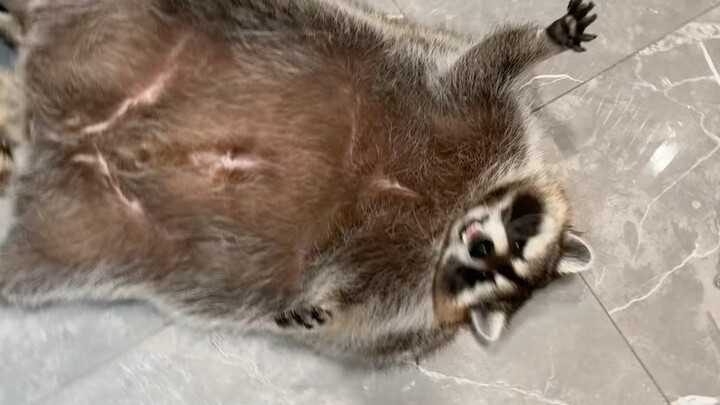 What’s it like letting a raccoon play with a cat teaser wand? 😂 #Raccoon #Funny #Trending