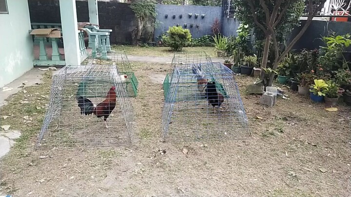 mag dalawang entry tayo sa feb 27... bakbakan na...2 cock timbangan