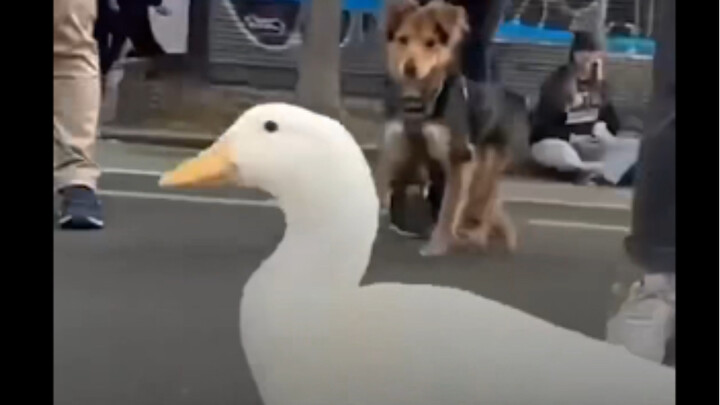 A Duck Named “Wrinkles” Runs the NYC Marathon for the Third Time