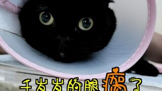 Take good care of your beloved pets, because it really breaks my heart when they get hurt! 55555
