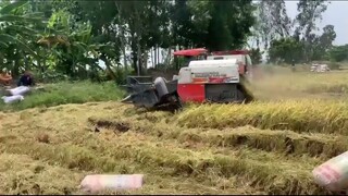 Máy Cắt Lúa KUBOTA-Máy Gặt Đập Liên Hợp