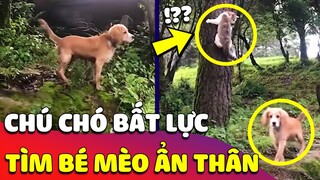 Hài hước cảnh CHÚ CHÓ BẤT LỰC đi tìm bé Mèo, đúng là CHUYỆN TÂM LINH không đùa được đâu 🤣 Gâu Đần