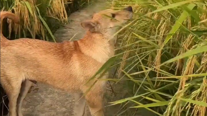 Chú chó nhà ông nội thích ngửi mùi lúa chín!
