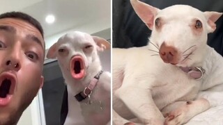 NIKI CHIHUAHUA ใหม่ล่าสุด สุดยอดสุนัข 🐶 และ แมว 😹 9