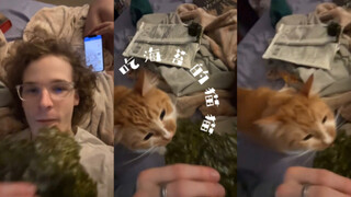Cat eating seaweed