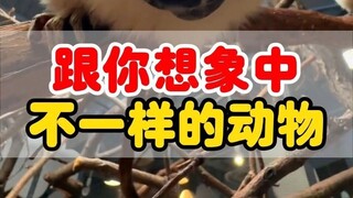 Some animals are hilarious when seen from a different perspective.