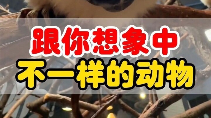 بعض الحيوانات، إذا نظرت إليها من زاوية مختلفة، تجعلك تضحك حتى البكاء