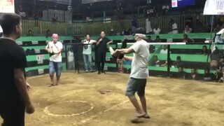 Our jenna’s grey 2nd fight WIN champion arcontica cockfit arena