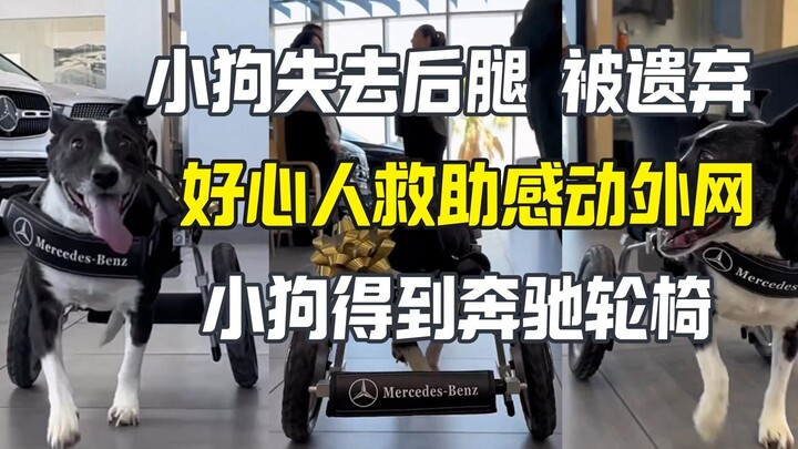 Chú chó hai chân bị bỏ rơi nhận được xe lăn Mercedes, khiến cộng đồng mạng nước ngoài xúc động