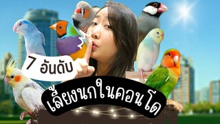 7 อันดับ นกแก้วที่น่าเลี้ยงในคอนโด + ราคา EP.275