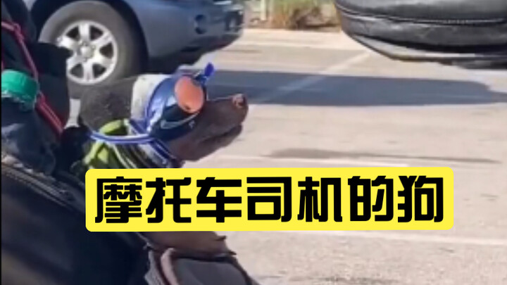 كلب سائق الدراجة النارية