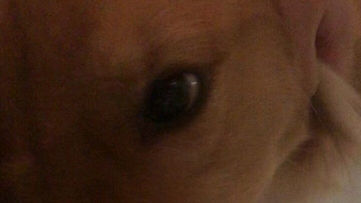 Chuyện hơn nửa năm tôi không về nhà, con cún khi gặp lại tôi đã bật khóc