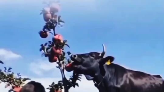 cow's funny eating Apples 🍎🚁🤣😱