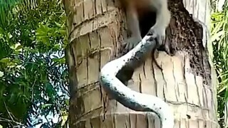 Monkey King vs. Snake Demon