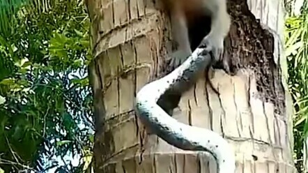 Monkey King vs. Snake Demon