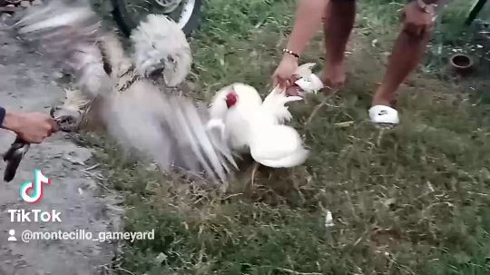 montecillo white vs bulik dome.# practice