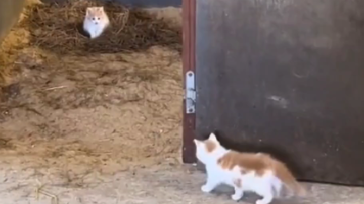 Such a cute little cat~