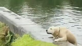 Shattering the stereotype about puppies! Not all Golden Retrievers are super smart—some are total笨蛋 