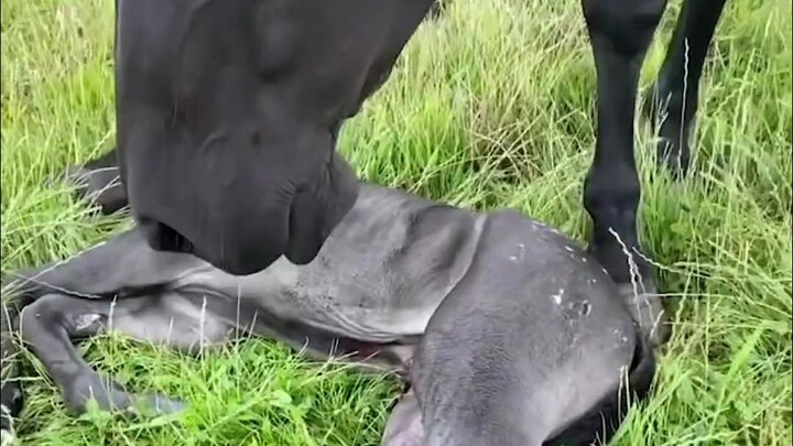 Mẹ Mã: Con đã dậy rồi, chào chú đi.