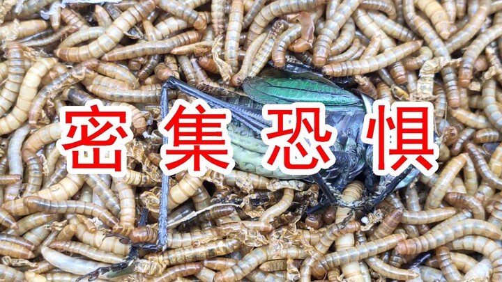 [Arachnophobia] Drop a cricket into 100 million mealworms!