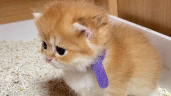 Lần đầu tiên vào bồn cát mèo đi vệ sinh suýt nữa tự bắn mình ra luôn!