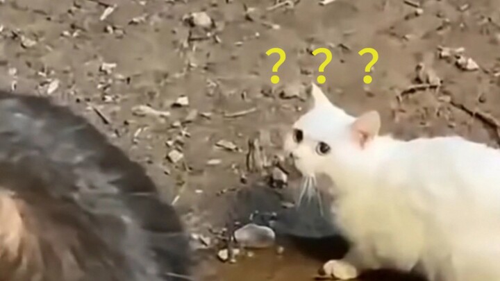 Kucing: Siapa aku? Di mana aku? Apa yang harus aku lakukan?