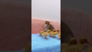 My Pretty Cat Don't Want To Play With Ducklings #shorts #kittens #cats #animals #viral #trending #d