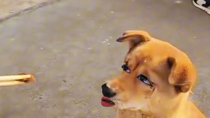 Dog: I don’t bother with all that!