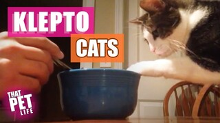 Klepto Cats! 😼😂 | Try Not to Laugh Challenge