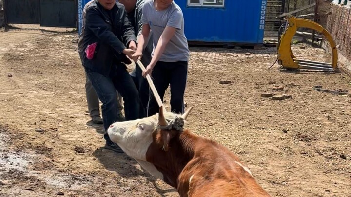 On the road to improving cattle breeds, there’s always blood and sacrifice.