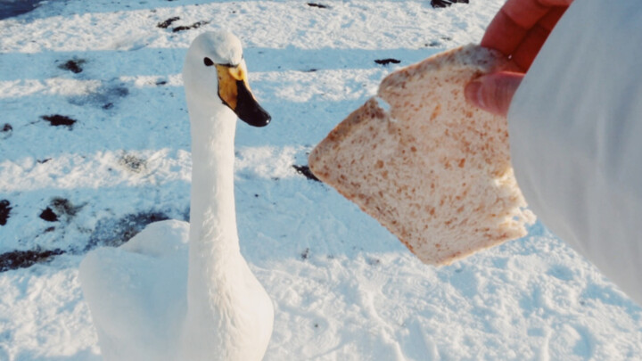 [VLOG]Feeding swan-a daily relaxation in Iceland