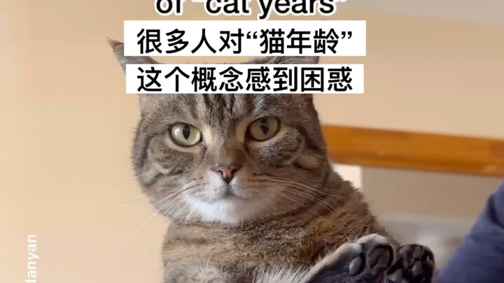 Cats will always be babies.