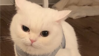 Kucing kecil yang sok keren