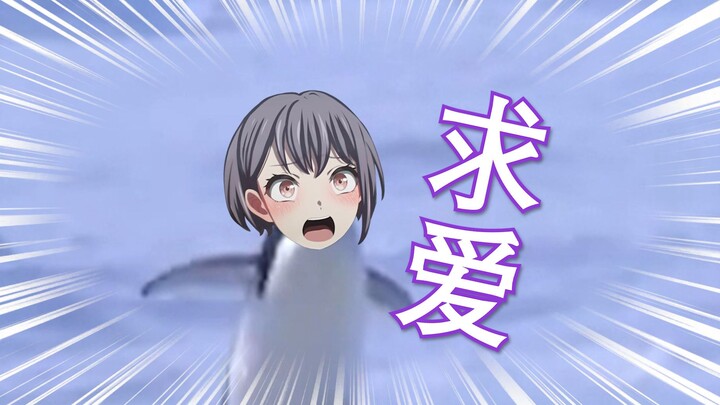 🐧企鹅的求爱方式，你知道吗？🐧