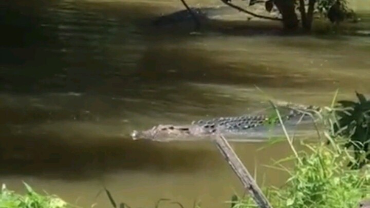 buaya