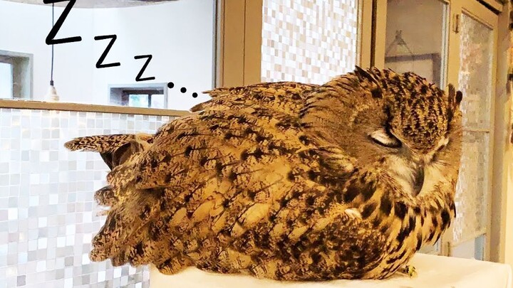 Giúp ngủ ngon: Chú cú mèo bắt đầu tan chảy vì buồn ngủ